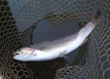 大安トラウトレイク 釣果